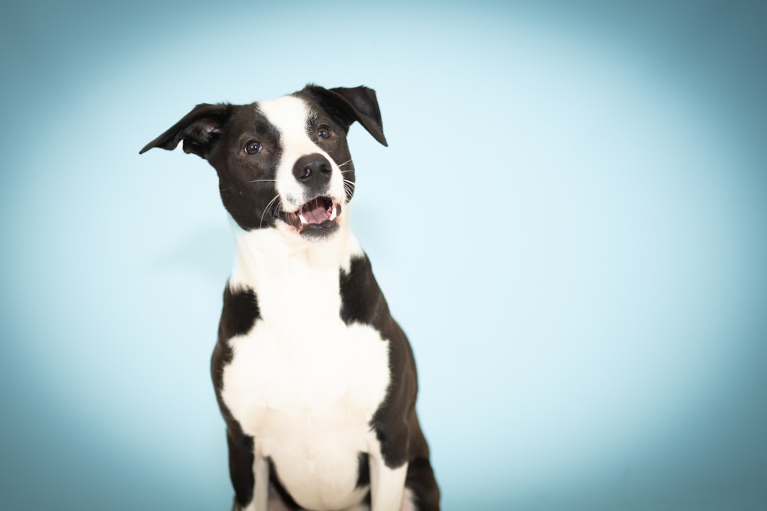 The Art of Drawing Readers In: Your attractive post title goes here a-black-and-white-dog-poses-with-a-blue-background-nvajvuh5tta
