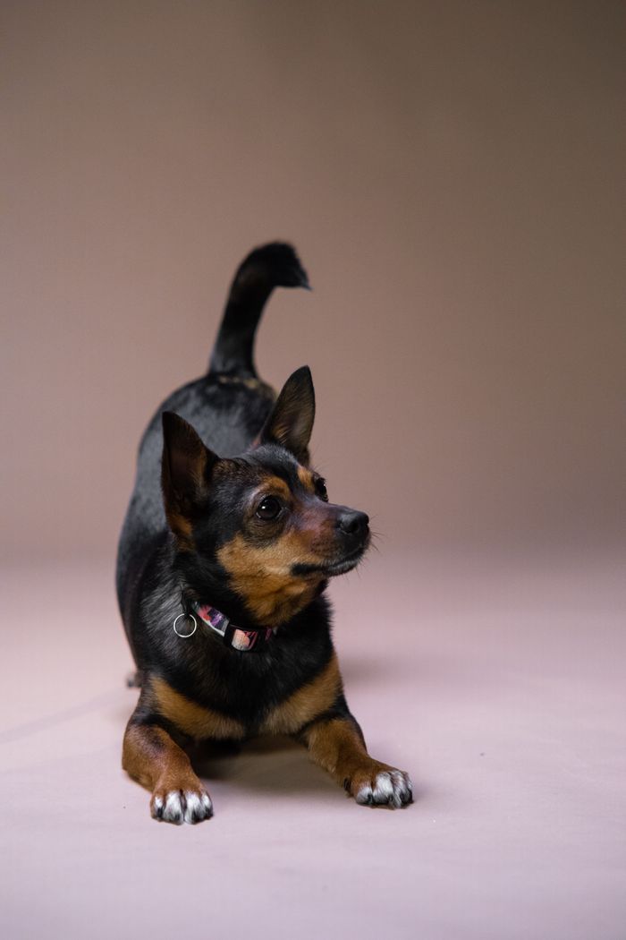 About Adorable Chihuahua mix dog posing in a studio portrait with a beige background.