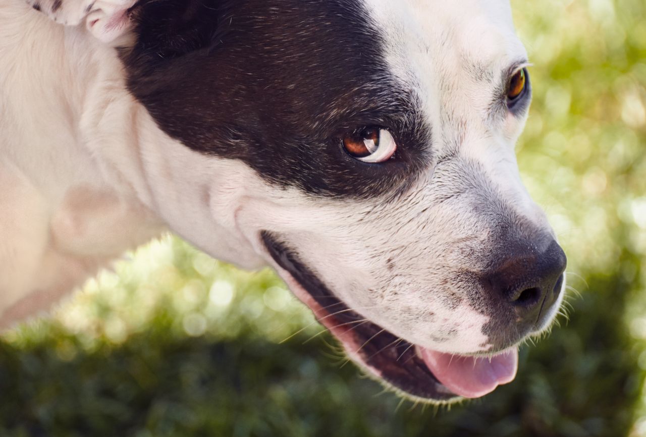 Home Close-up image of a playful dog with a black and white coat in a grassy area.