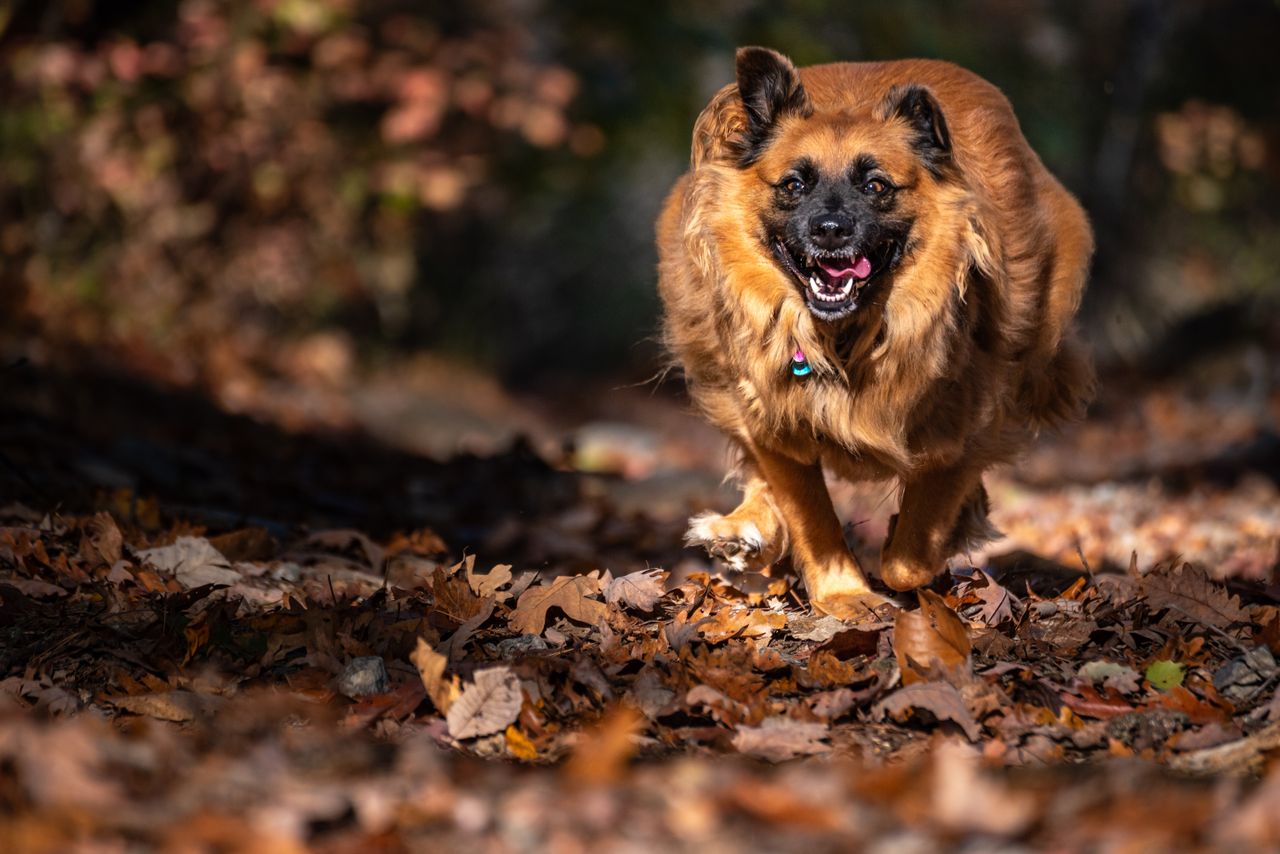 Home A joyful dog runs through fallen leaves on a sunny autumn day in Acworth, Georgia.