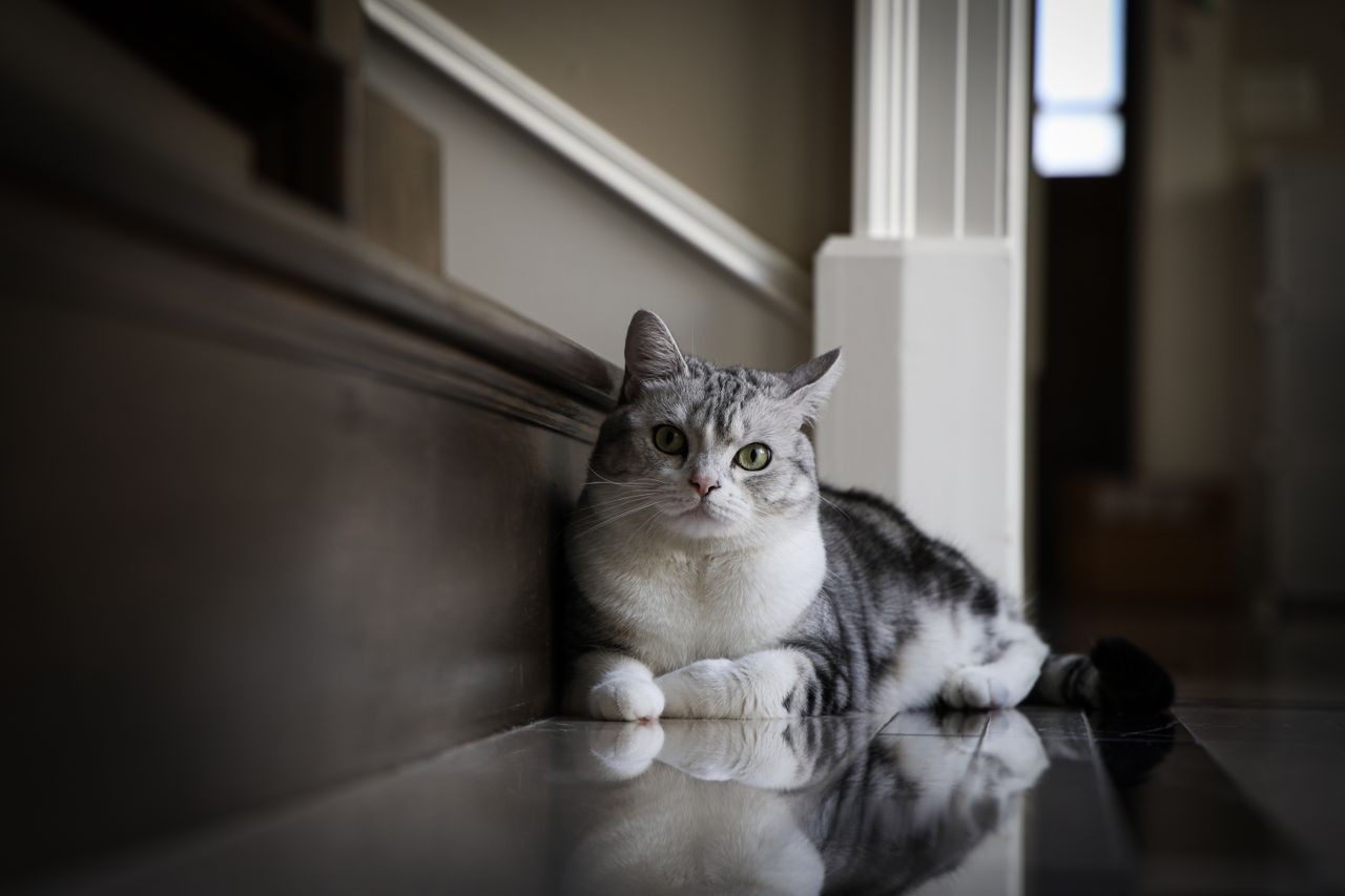 A calm tabby cat with striking eyes resting indoors on a polished floor, exuding a relaxed demeanor.