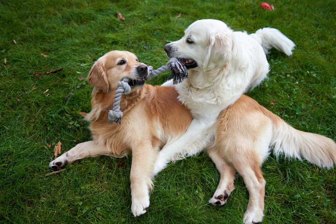 Home A 4-year-old male golden retriever (white) and a female golden retriever (golden) are playing tug of war with love in the garden on the green grass
